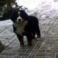 Berner Sennenhond