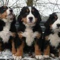 Berner Sennenhond