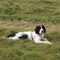 Engelse Springer Spaniel