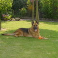 Duitse Herder