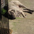 Dogo Canario