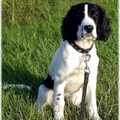 Engelse Springer Spaniel