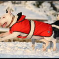 Bull Terrier