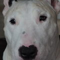 Bull Terrier