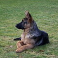 Duitse Herder