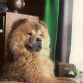 Chow chow
