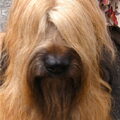 Briard