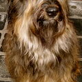 Briard