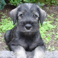 Schnauzer