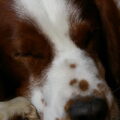Welsh Springer Spaniel