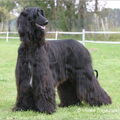 Afghaanse Windhond