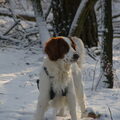 Welsh Springer Spaniel