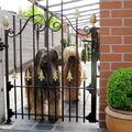 Briard