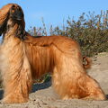 Afghaanse Windhond