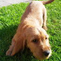 Basset Fauve de Bretagne