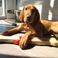 Vizsla (Hongaarse staande hond)