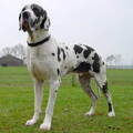 Duitse Dog