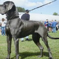 Duitse Dog