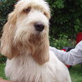 Grands Bassets Griffons Vendéens