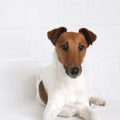 Foxterrier, gladhaar