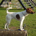 Foxterrier, gladhaar