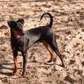 Duitse Pinscher