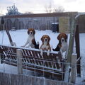 Beagle