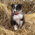 Sheltie