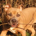 American Staffordshire Terrier