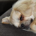 Tibetaanse Spaniel