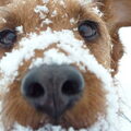 Ierse Terrier