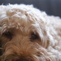 Irish Softcoated Wheaten Terriër