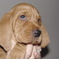 Basset Fauve de Bretagne