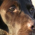 Labrador