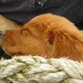 Nova Scotia Duck Tolling Retriever