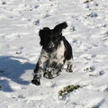 Engelse Springer Spaniel