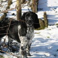 Engelse Springer Spaniel