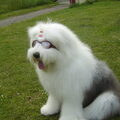 Old English Sheepdog