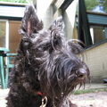 Schotse Terrier