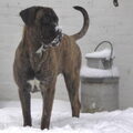 Cane Corso Italiano