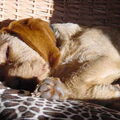 Basset Fauve de Bretagne