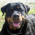 Rottweiler