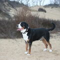 Grote Zwitserse Sennenhond