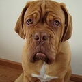Bordeauxdog