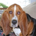 Basset Hound