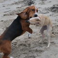 Basset Hound