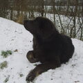 Tibetaanse Mastiff