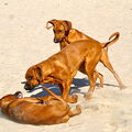 Rhodesian Ridgeback