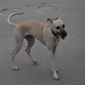 Whippet