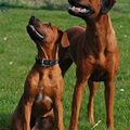 Rhodesian Ridgeback